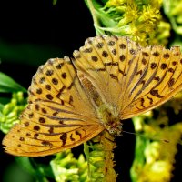опять про бабочек  4 :: Александр Прокудин