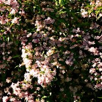 Весенние зарисовки 145 :: Алексей Кузнецов