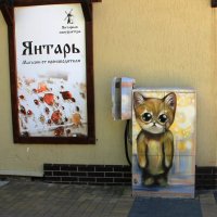 Зеленоградские коты :: Ольга Зеленоградские коты :: Ольга