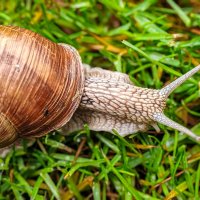 Виноградная улитка :: Андрей Шейко