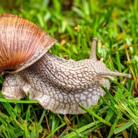 Виноградная улитка :: Андрей Шейко