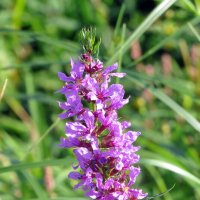 Дербенник иволистый :: Валерий Судачок