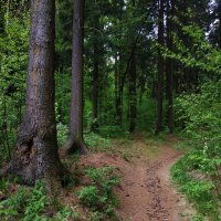 Любимый ельник :: Андрей Лукьянов Любимый ельник :: Андрей Лукьянов