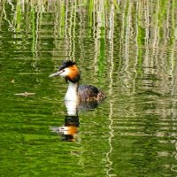 Чомга :: Милешкин Владимир Алексеевич 