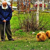 Май...Дедушка с собачками! :: Владимир 