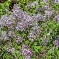 Сиреневое буйство :: Валерий Иванович