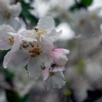 Дождь :: Петр 