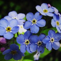 Нежная красота :: Людмила Смородинская