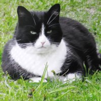 Хорошо в саду :: Людмила Смородинская Хорошо в саду :: Людмила Смородинская