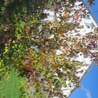 зарисовка :: Елена Шаламова зарисовка :: Елена Шаламова