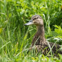 Уточки. :: Владимир Безбородов Уточки. :: Владимир Безбородов