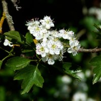 Цветущий  боярышник :: Валентин Семчишин