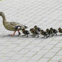 Утиный выводок :: Рита Симонова