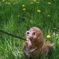 *** :: Валентина Береснева