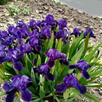 *** :: Валентина Береснева