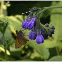 С Толстоголовкой... :: Aleksandr Gal