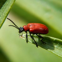 Яркий и стильный :: Александр Ковальчук
