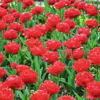 Тюльпаны :: Александр Конов