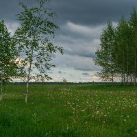 Русские березы :: Дмитрий Ряховский Русские березы :: Дмитрий Ряховский