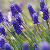 Майский салют :: Ирина Баскакова