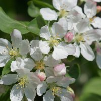 Яблоня :: Наталия Григорьева