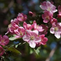 Цветут :: Наталия Григорьева