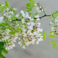 Ветка белой акации. :: Валерьян 