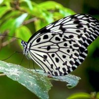 Американская белая бабочка :: Aleksey Afonin