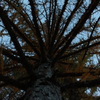 снизу вверх :: Андрей Петренко