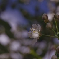 Цветы яблони :: Сергей Швечков