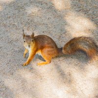 Рыжая шалунья. :: Ирина Соловьёва