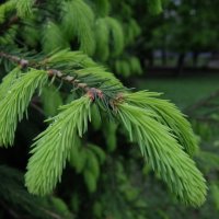 Молодо-зелено. :: Люба 