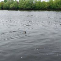 р.Москва (г.Воскресенск) :: Tarka 