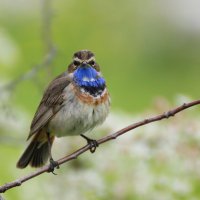 Варакушка :: Ната Волга