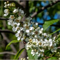 Май... :: Aquarius - Сергей