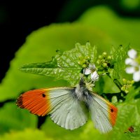 из сегодняшней съемки  4 :: Александр Прокудин