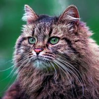 Сибирская кошка :: Aleksey Afonin