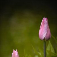 Тюльпаны :: Андрей Шейко Тюльпаны :: Андрей Шейко