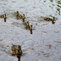 Кряква с выводком :: Милешкин Владимир Алексеевич 