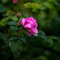 Розы Кубани,май 2025 года. :: Вадим Федотов Розы Кубани,май 2025 года. :: Вадим Федотов