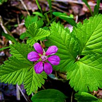 Июнь...Цветет княженика! :: Владимир Июнь...Цветет княженика! :: Владимир