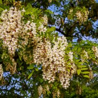 Акация :: Анатолий Чикчирный Акация :: Анатолий Чикчирный