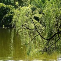 Майская зарисовка :: Рита Симонова