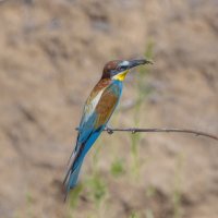 золотистые щурки :: юрий макаров золотистые щурки :: юрий макаров