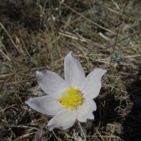 прекрасная сон-трава :: Елена Шаламова