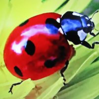 Божья коровка :: Людмила Смородинская