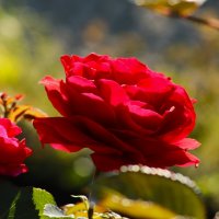 Доброе утро! :: Юрий. Шмаков Доброе утро! :: Юрий. Шмаков