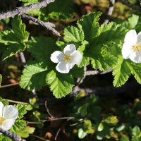 Нежность :: Ольга Нежность :: Ольга