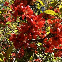 Цветение айвы. :: Валерия Комова