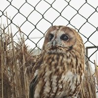 Совушка :: PRP 